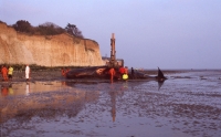 36_whale-3.jpg